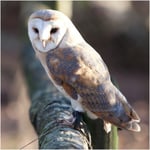 Barn Owl - RSPB Greeting Sound Card By Really Wild Cards