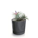 Botle Pot De Fleur Rond Anthracite Plastique Beton Effect Cache Pot 12,8 Cm Decoratif Bac A Plantes Avec Soucoupe Fleurs