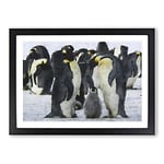 Big Box Art Emperor Penguins Painting Framed Wall Art Picture Print Ready to Hang, Black A2 (62 x 45 cm)