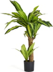 Dracena Plante inkl. potte, 80 cm