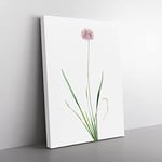 Mouse Garlic Flower By Pierre Joseph Redoute Vintage Canvas Wall Art Print Ready to Hang, Framed Picture for Living Room Bedroom Home Office Décor, 60x40 cm (24x16 Inch)