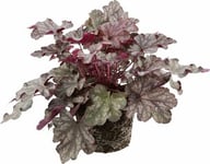 Alunrot lat. Heuchera micrantha