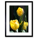 Wee Blue Coo Nature Botany Flower Yellow Tulip Framed Wall Art Print