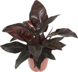 Philodendron Imperial Red, uden potte, 1 stk