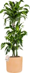 Dracaena Gold Coast, inkl. terracotta pot, 2 stk