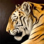 Burning Bright - Fine Art Blank Greeting / Birthday Card - Tiger Big Cat India