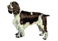 World Stickers Engelsk springer spaniel - klistremerker