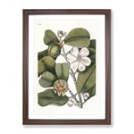 Balsam Tree Flowers By Mark Catesby Vintage Framed Wall Art Print, Ready to Hang Picture for Living Room Bedroom Home Office Décor, Walnut A4 (34 x 25 cm)