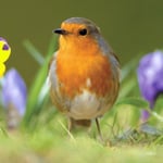 Robin Bird RSPB Greeting Card With Sound By Really Wild Cards