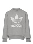 Trefoil Crew Sweatshirt Tops Sweat-shirts & Hoodies Sweat-shirts Grey Adidas Originals