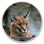 2 x Vinyl Stickers 7.5cm - Caracal African Lynx Cat Cool Gift #3171