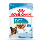 Royal Canin X-Small Puppy kastikkeessa - säästöpakkaus: 24 x 85 g