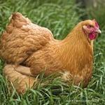 Buff Orpington Hen Greeting Sound Card By Really Wild Cards 