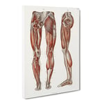 Anatomy Of The Leg Muscles By Carl Ernst Bock Vintage Canvas Wall Art Print Ready to Hang, Framed Picture for Living Room Bedroom Home Office Décor, 30x20 Inch (76x50 cm)