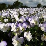 Bukettviol Omnia Garden Ullas Favorit