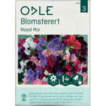 Odle 'Royal Mix' Blomsterert Frø