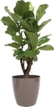 Ficus Lyrata, inkl. beige potte, 1 stk