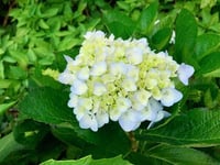 Hortensia vit 'Endless Summer The Bride' CO 10-p