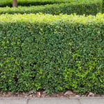 Omnia Garden Buske Buxbom (Buxus Sempervirens) 30-40 cm 101239P