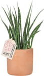 Sansevieria Fernwood, inkl. terracotta pot, 6 stk