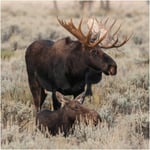 Greeting Sound Card By Really Wild Cards - Moose New World Deer