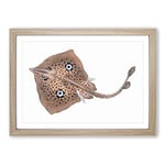 Big Box Art Brown Ray by Edward Donovan Framed Wall Art Picture Print Ready to Hang, Oak A2 (62 x 45 cm)