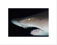 Wee Blue Coo Shark Jaws Eye Night Marine Water Art Picture Wall Art Print