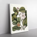 Balsam Tree Flowers By Mark Catesby Vintage Canvas Wall Art Print Ready to Hang, Framed Picture for Living Room Bedroom Home Office Décor, 60x40 cm (24x16 Inch)