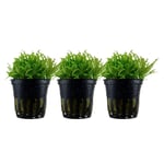 Aquarium Plante 3 Pièce de Pogostemon Helferi Aquatique AquaOne Nr.053H Set