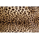 Tapet Dimex Leopard