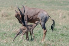 New Life In Massai Mara Poster 50x70 cm