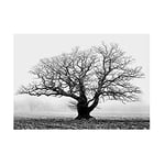 Wee Blue Coo Old Oak Tree Black White Mist Fog Photo Wall Art Print