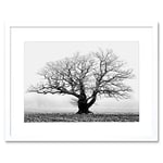 Wee Blue Coo Old Oak Tree Black White Mist Fog Photo Framed Art Print Picture F12X634