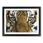 Eye Of The Tiger Painting Modern Art Framed Wall Art Print, Ready to Hang Picture for Living Room Bedroom Home Office Décor, Black A4 (34 x 25 cm)