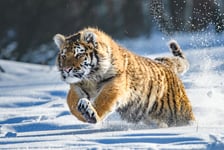 Siberian Tiger in the snow Panthera tigris altaica