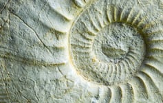 A fossil ammonite in a close-up