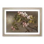 Big Box Art Apple Blossom by Martin Johnson Heade Framed Wall Art Picture Print Ready to Hang, Oak A2 (62 x 45 cm)