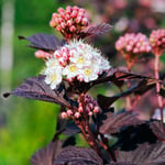 Prydnadsbuske Omnia Garden Smällspirea Tiny Wine