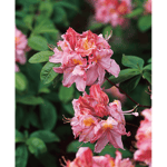 Rhododendron Trädgårdsazalea Cecile 30-40 cm Omnia Garden