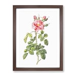 Four Seasons Roses In Pink By Pierre Joseph Redoute Vintage Framed Wall Art Print, Ready to Hang Picture for Living Room Bedroom Home Office Décor, Walnut A2 (64 x 46 cm)