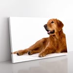Big Box Art Golden Retriever Dog (2) Canvas Wall Art Print Ready to Hang Picture, 76 x 50 cm (30 x 20 Inch), Multi-Coloured