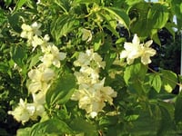 Smultronschersmin lat. Philadelphus Lemoinei 'Mont Blanc'