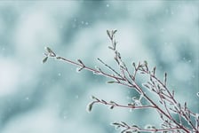 A late spring snow storm on a Coral Bark Japanese Maple tree branch