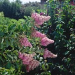 Buske Omnia Garden Klasespirea 50-80 cm