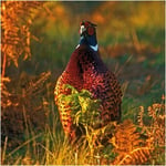  Pheasant Gamebird Greeting Sound Card By Really Wild Cards