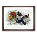 Wild Turkey & Curassow Birds By Oliver Goldsmith Vintage Framed Wall Art Print, Ready to Hang Picture for Living Room Bedroom Home Office Décor, Walnut A2 (64 x 46 cm)