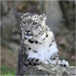 Greeting Sound Card By Really Wild Cards - Snow Leopard