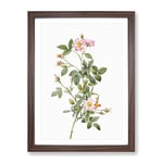 Four Seasons Rose In Pink By Pierre Joseph Redoute Vintage Framed Wall Art Print, Ready to Hang Picture for Living Room Bedroom Home Office Décor, Walnut A4 (34 x 25 cm)