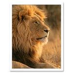 African Lion Sitting in the Sun Jungle King Animal Portrait Photograph Art Print Framed Poster Wall Decor 12x16 inch