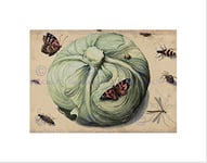 Wee Blue Coo Netherlands 17th Century Head Cabbage Insects Wall Art Print